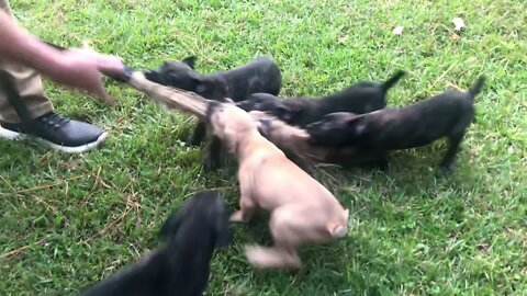 Scratch x Onyx pups at 6 weeks