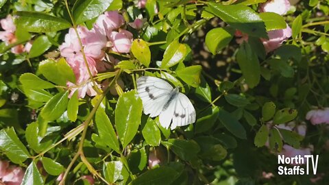 Wildlife - White Butterfly (12-07-2020)