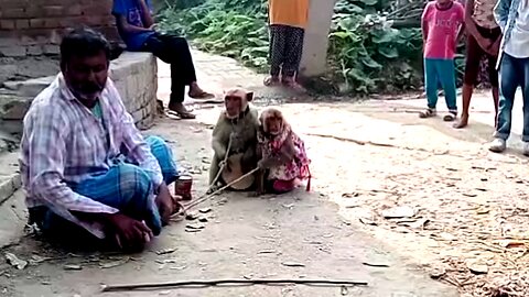 Funny Animal: Monkey Dance Video Just like Humans, with a Twist!
