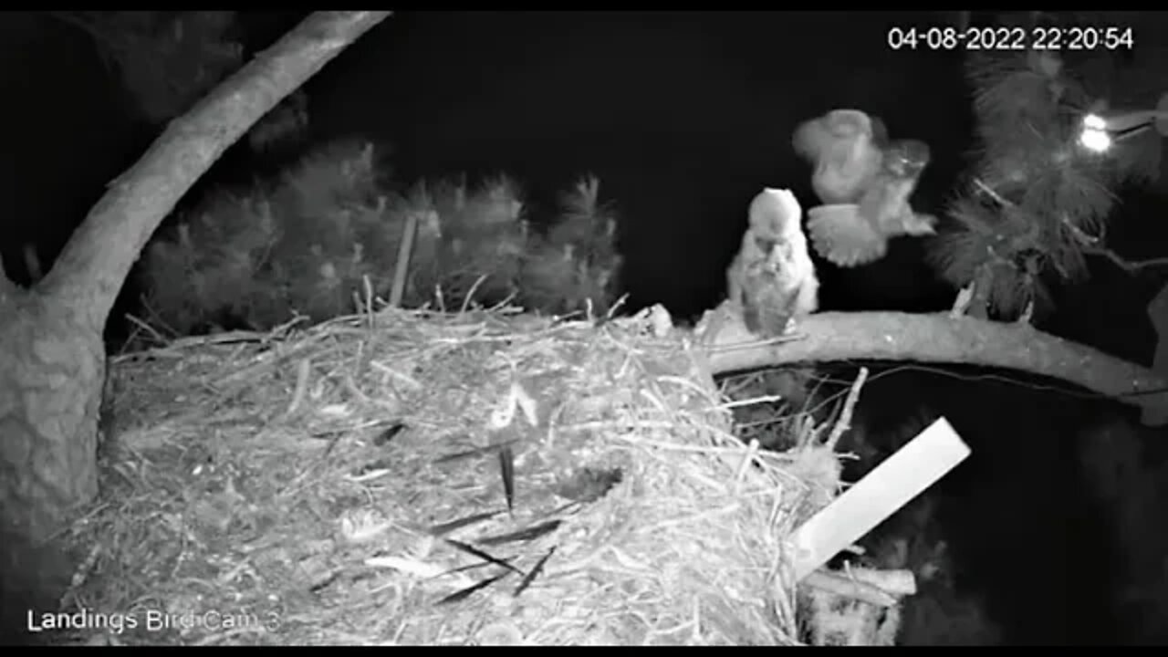 Baby Steps To Mom When She Returns 🦉 4/8/22 22:20