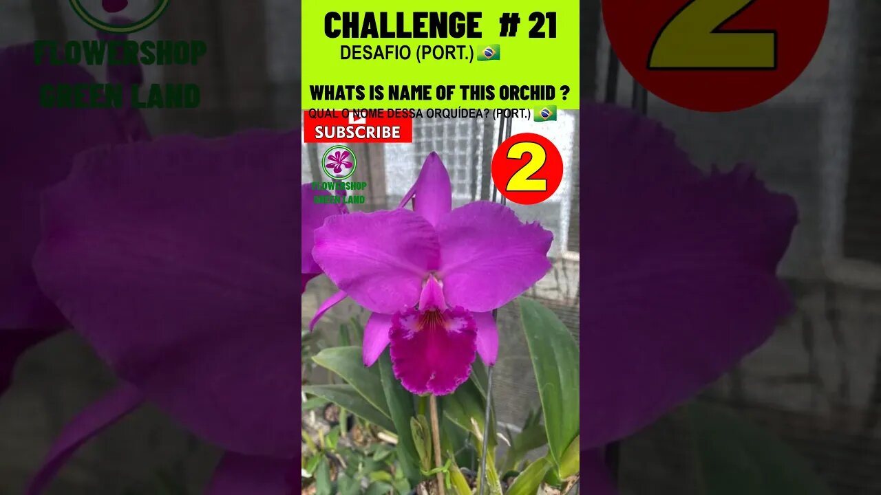 CHALLENGE # 21 |WHATS IS NAME OF THIS ORCHIDS?|YOU WANT TO LEARN? |# SHORT