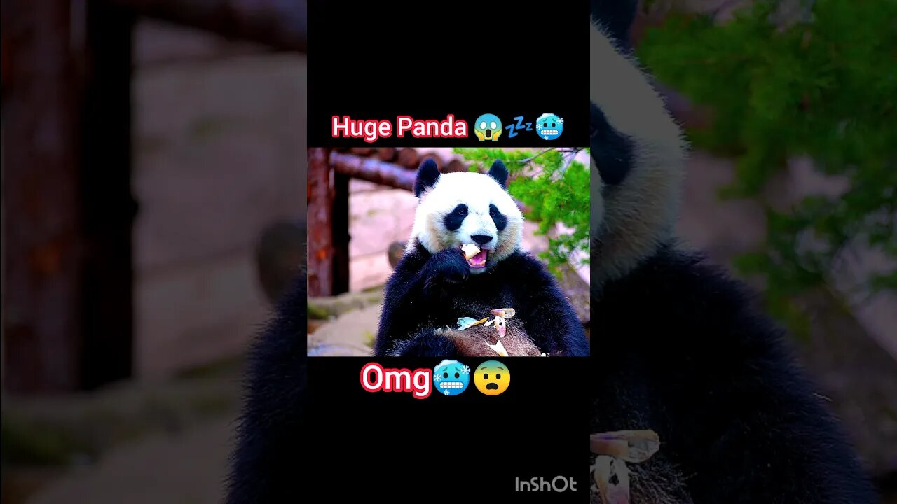 Huge panda 😱🥶💤#panda #animals @PANDABOI #animal #ua58sb @ua58sb