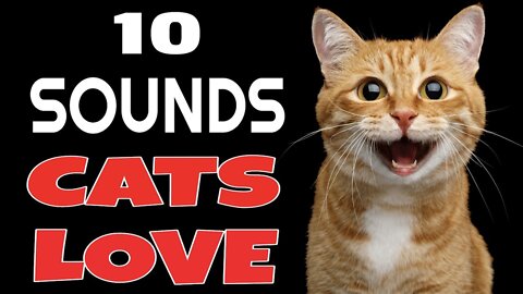 10 Sounds Cats Love To Hear The Most, Sounds that Cats LOVE, Sounds to Make Your Cat go Crazy!