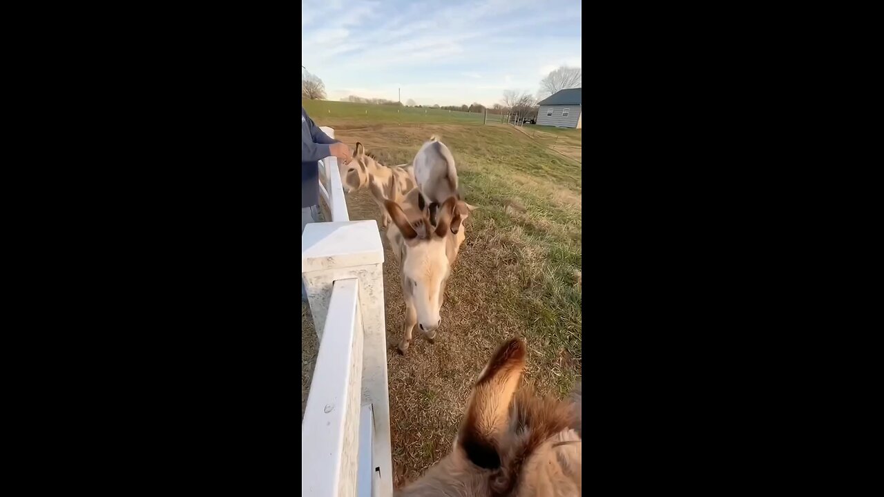 funny goats