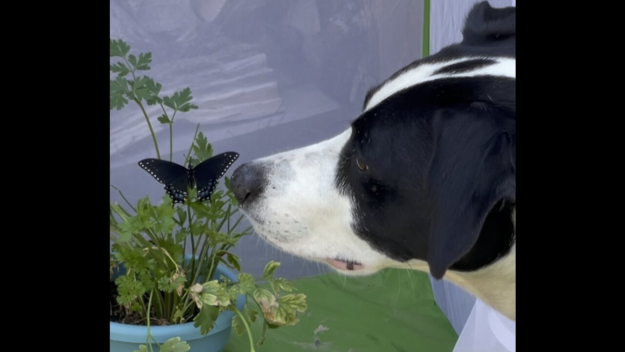 Dog and the Butterfly