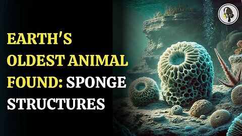 Earth's Oldest Animal Found Sponge Structures | WION Podcast