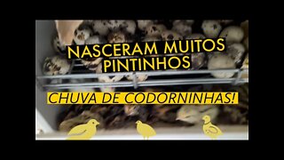 NASCERAM MUITOS PINTINHOS DE CODORNA