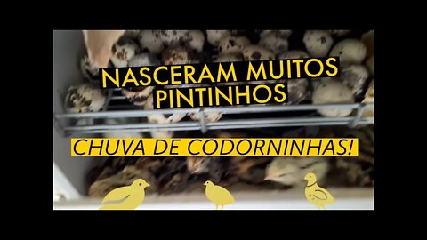 NASCERAM MUITOS PINTINHOS DE CODORNA