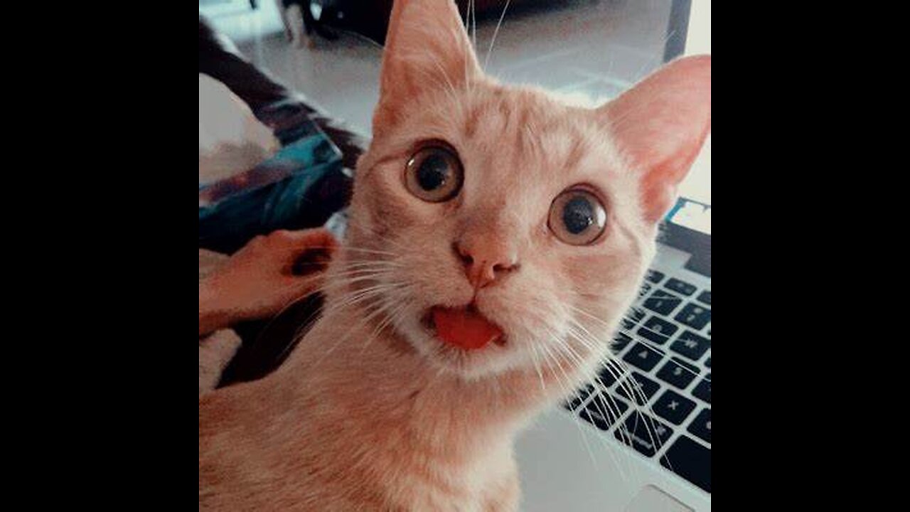 Funniest Animals Videos 🐿️ Can Make You More Happy #23