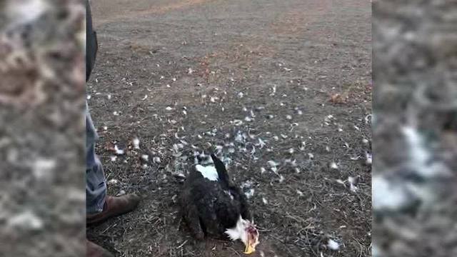 Bald Eagle Shot Down In Sequoyah County