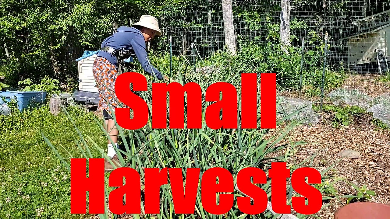 Harvesting Garlic Scapes and Peas