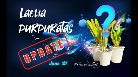 Laelia pupuratas UPDATE June '21 #CareCollab