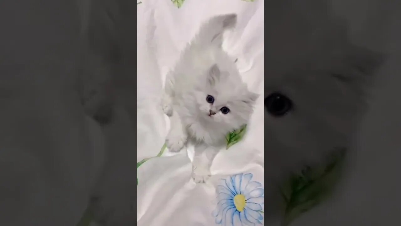 Funny & Cute Dog Compilation TikTok #shorts 😻1080p