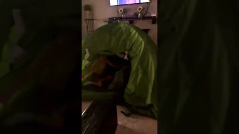She set up her new TENT IN THE HOUSE! ⛺️#shorts #viral #tiktok