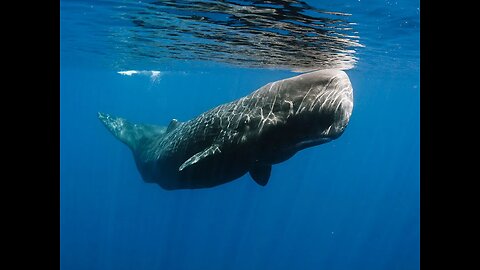Sound of Whales