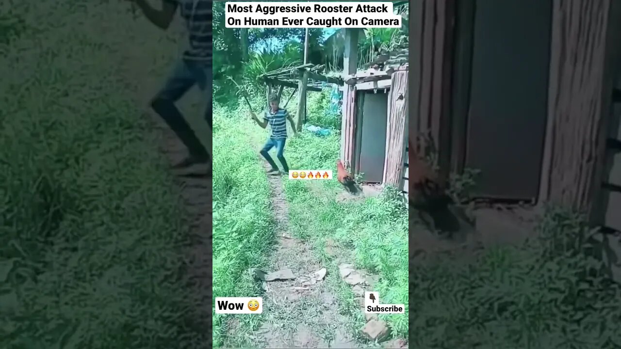 Most Aggressive Rooster Attack On Human Ever Caught On Camera #shorts #rooster #animals #wildlife