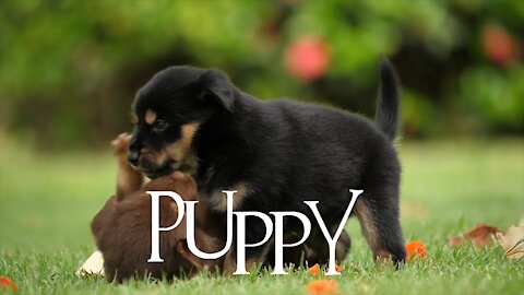 Small cute puppy dog funny video