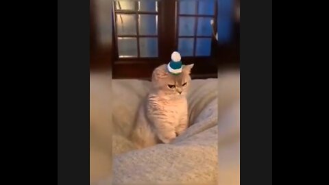 Baby Cat Collection of Cute and Funny Cat Videos