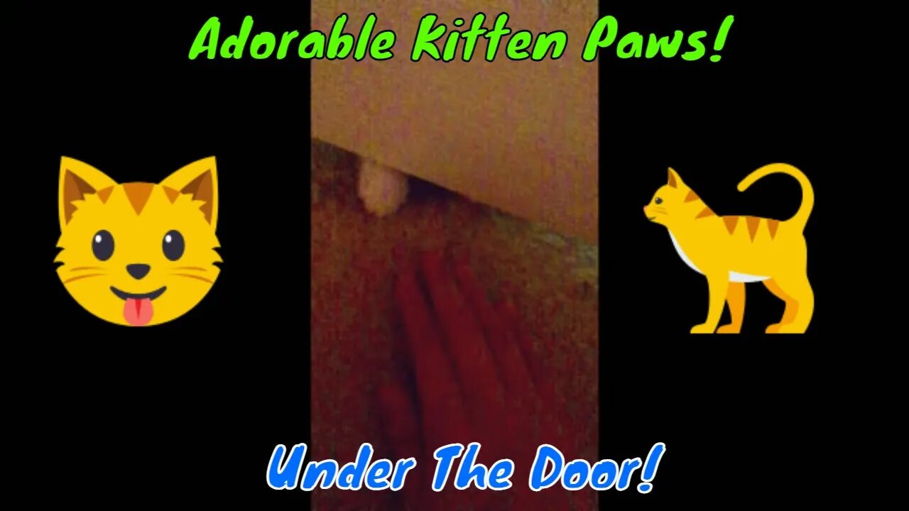 Adorable Kitten Paws Under The Door! (2022)