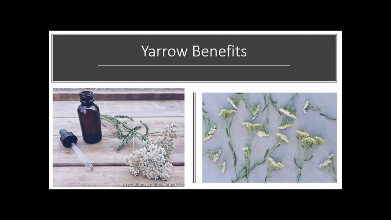 Yarrow Benefits