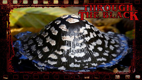 Hydraulic Mushroom