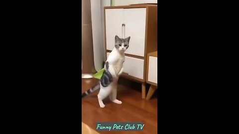 "Ultimate Funny Dogs and Cats Compilation - Try Not to Laugh Challenge!"