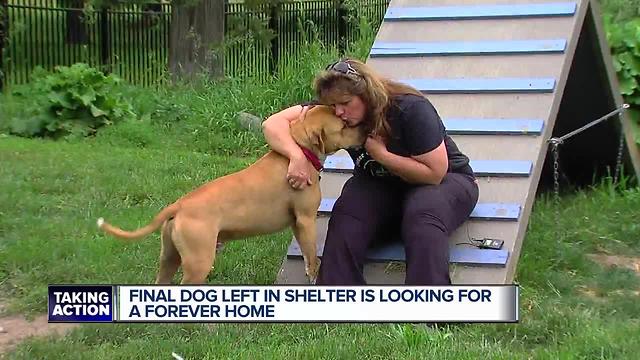 Final dog in shelter is looking for forever home