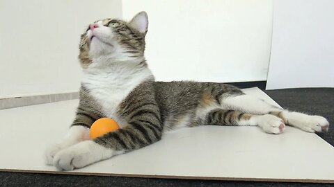 Cat Reaction to Ping Pong Ball