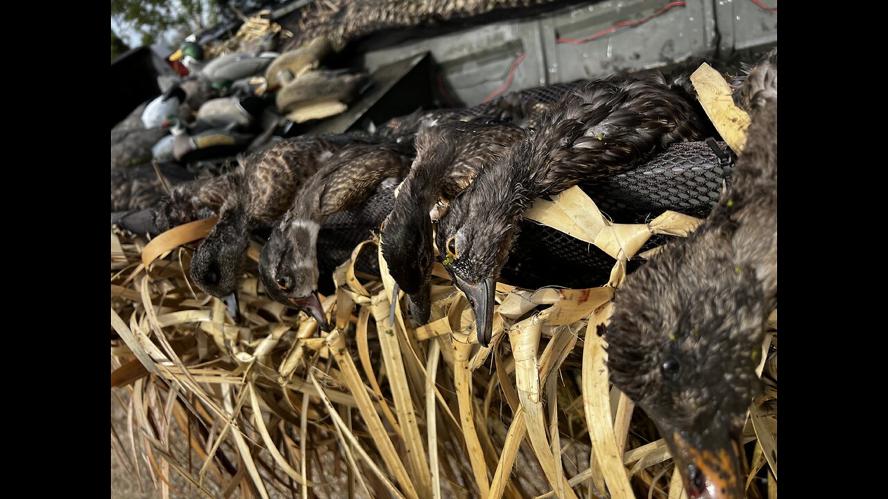 Duck hunting the Mississippi River