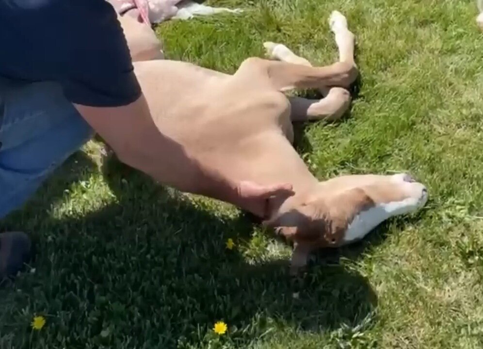 Horse Doesn't Realize It Was Just Born