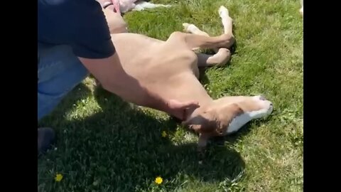 Horse Doesn't Realize It Was Just Born