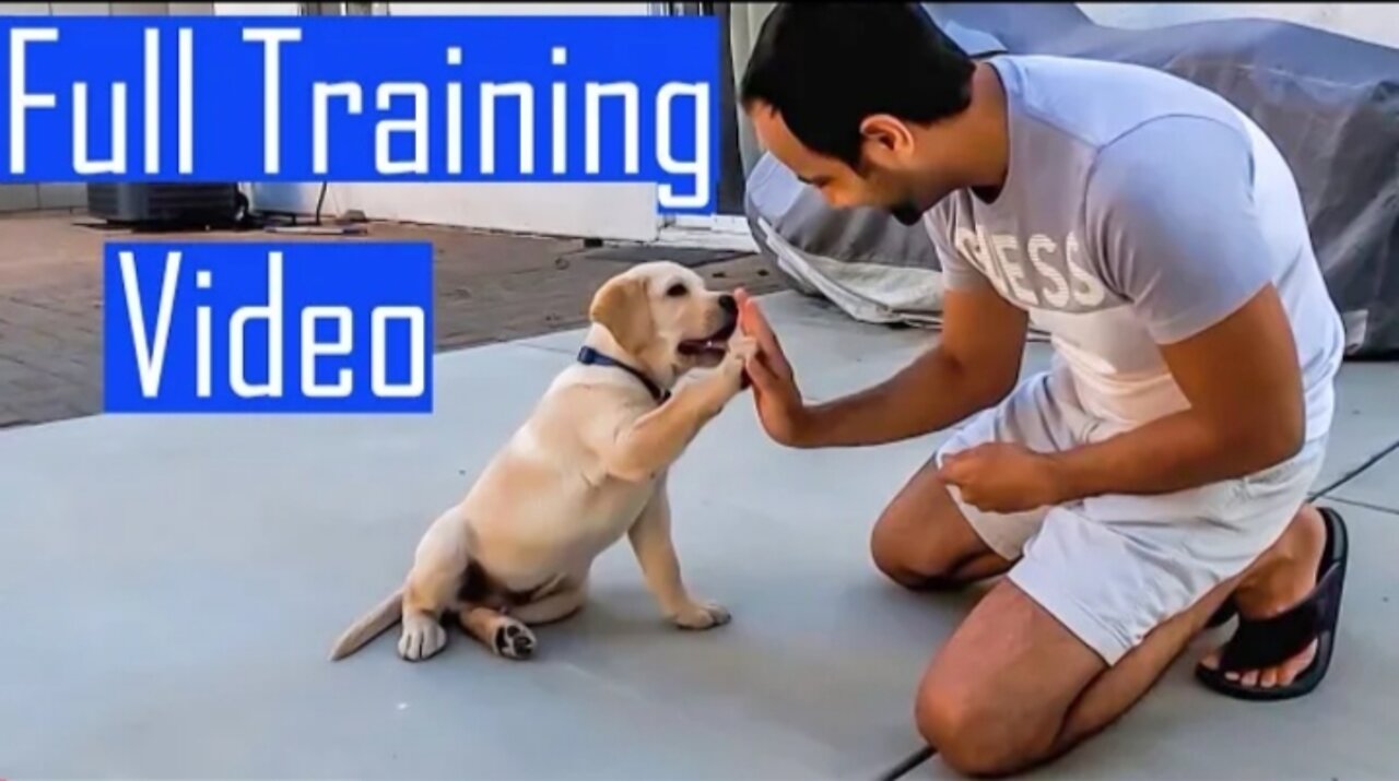 Labrador Puppy Learning and Performing Training Commands | Dogs showing all training skills