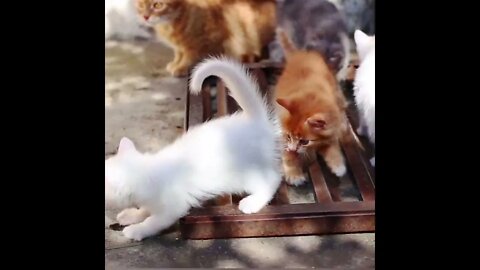 funny cat videos | cute cat videos| cute animals funny cats #shorts #shortsfunny #cutecat #funnycat