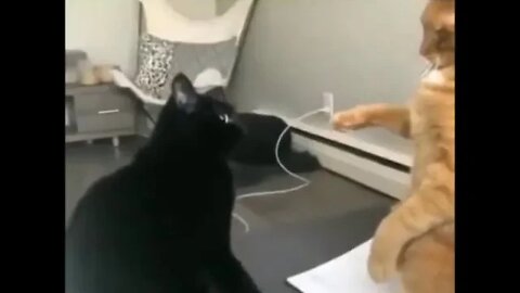 "I heal you sinner" Funny Cat Video (62320A)