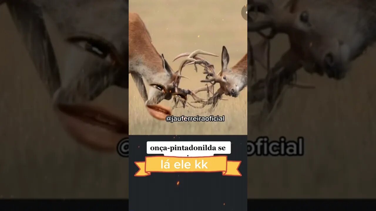vídeos engraçados todos os dias