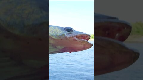 The Legend Of Moose River Walleye