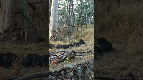 Cheeky rock Wallaby 20th November 2021