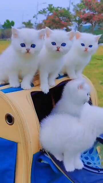 Cats #cats #love #animals #cute