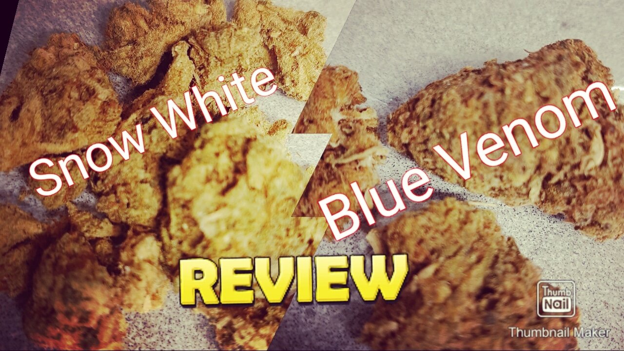 S4 Episode 3 Blue Venom + Snow White + 10th Planet Strain Review