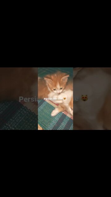 #shorts #youtubeshorts #persiancats #cutecat #blackcat #brown #kittens #brown #feeding