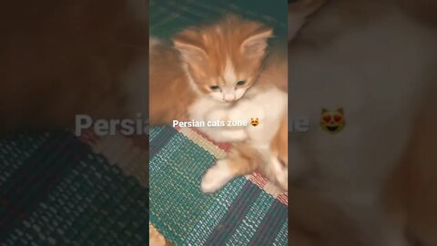 #shorts #youtubeshorts #persiancats #cutecat #blackcat #brown #kittens #brown #feeding