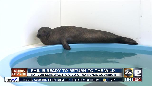 Phil, the harbor seal, to be released back into the wild on Tuesday