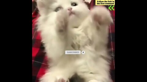 cute cat videos 😹 funny videos 😂 671 😻 #shorts #shortsfunny #cutecat #catvideos #catsfood #catscare