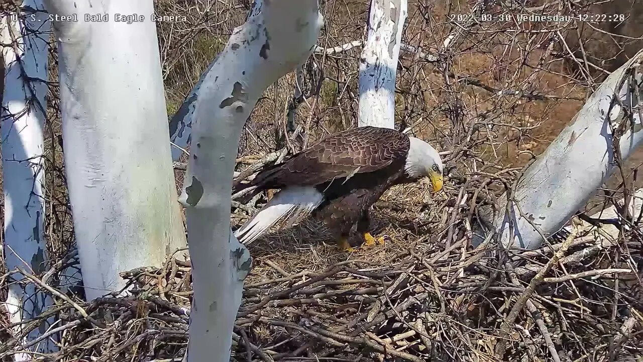 USS Eagles - Dad calls out