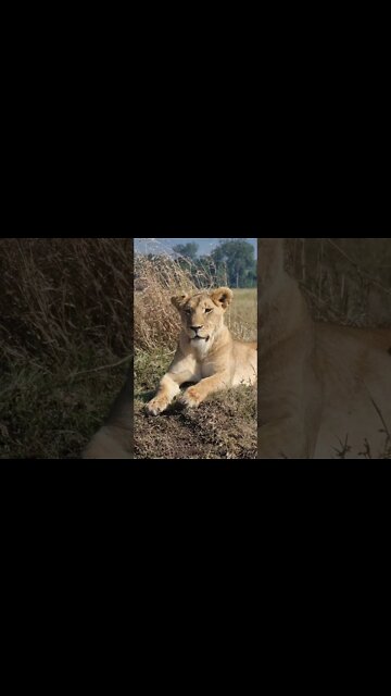 Maasai Mara Sightings Today 13/08/21 (Lions, Elephant) | Zebra Plains | #shorts