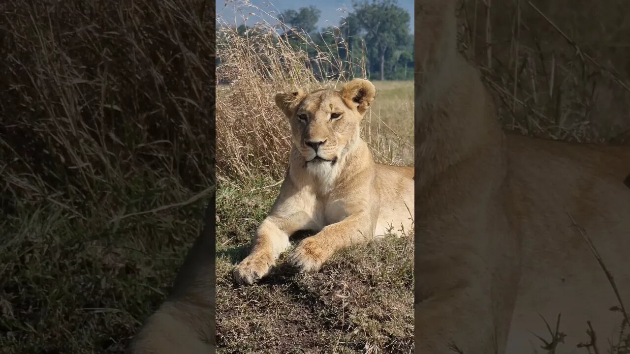 Maasai Mara Sightings Today 13/08/21 (Lions, Elephant) | Zebra Plains | #shorts