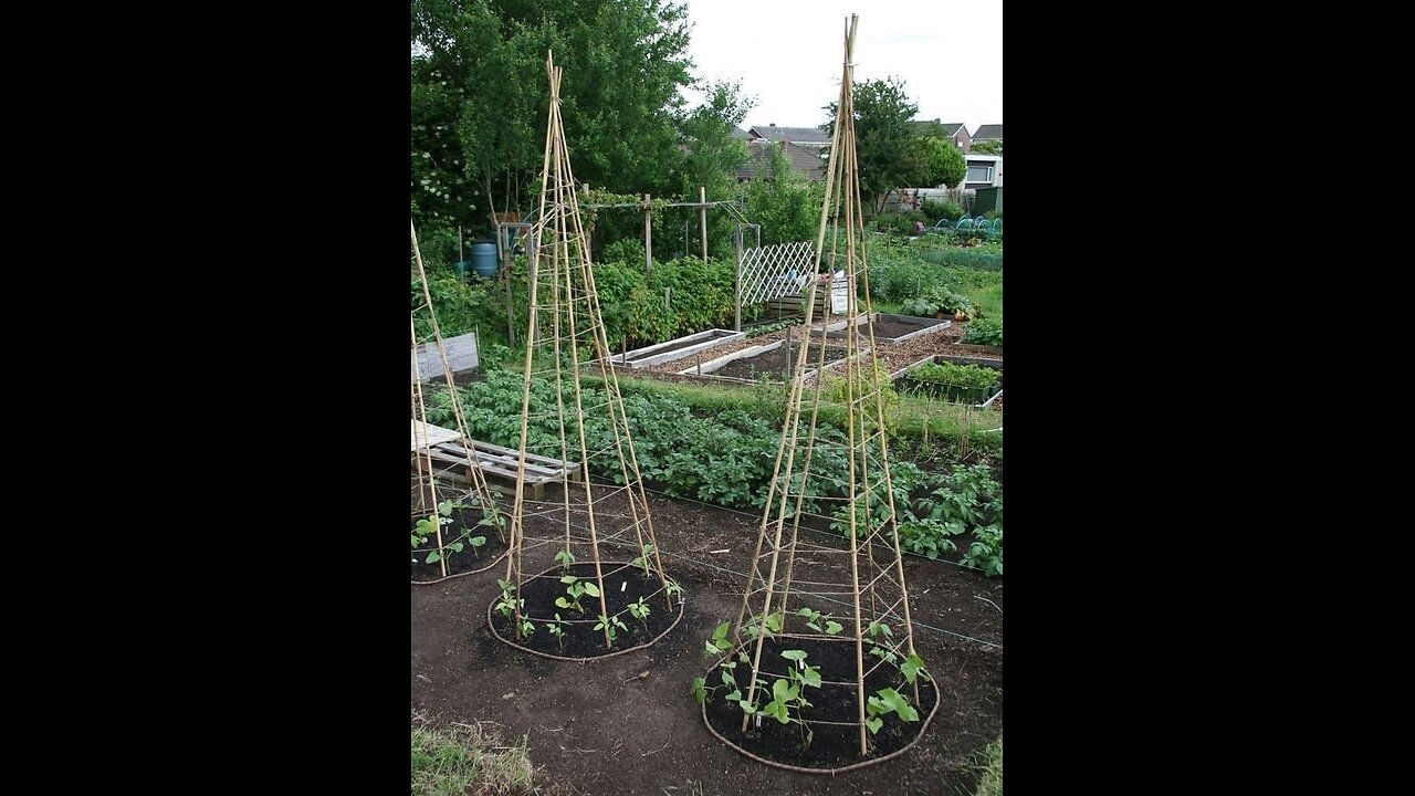 👆👆👆 Propagating roses simply and quickly...