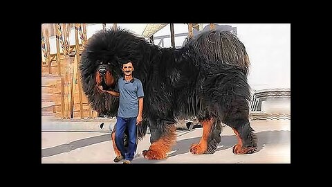 MOST EXPENSIVE DOGS IN THE WORLD!!!