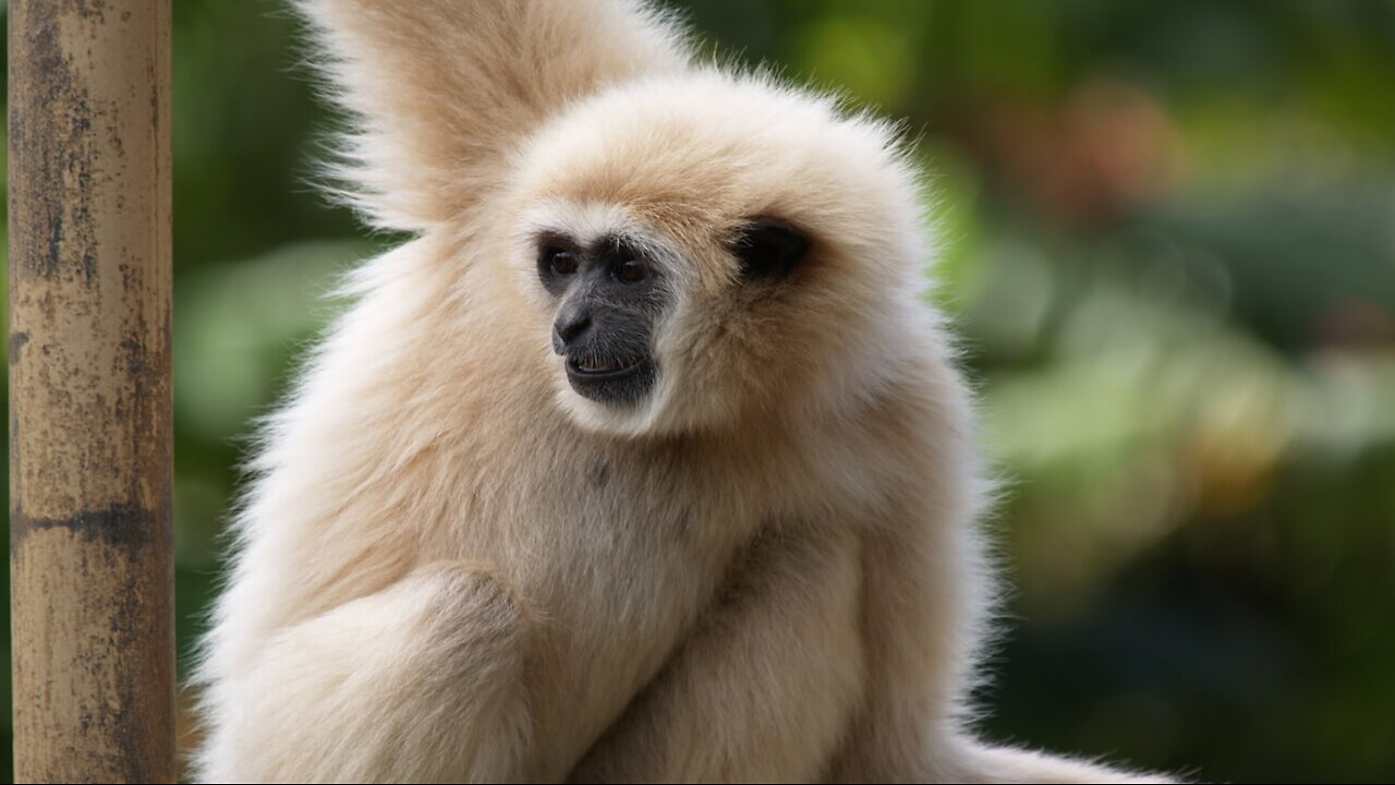 cute gibbons climbing