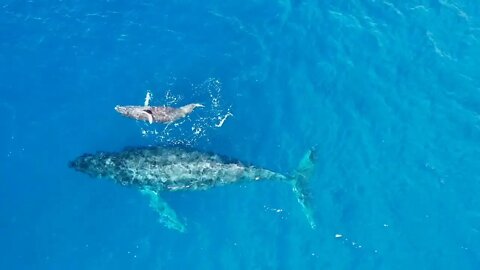 Top down view of whale and its calf swimming side by side in Pacific